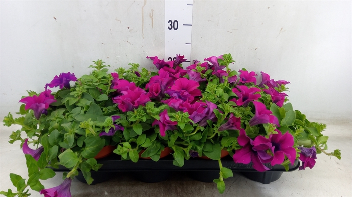 <h4>Petunia  'Sunpleasure Purple'</h4>