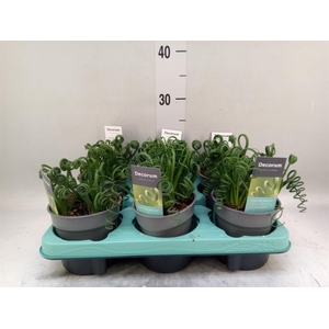 Albuca spiralis 'Frizzle Sizzle'
