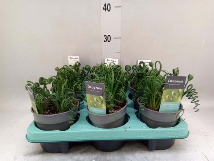 <h4>Albuca spiralis 'Frizzle Sizzle'</h4>