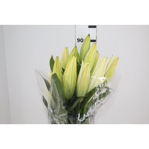 LIRIO SANTANDER 090 CM HA MIN 2 FLS