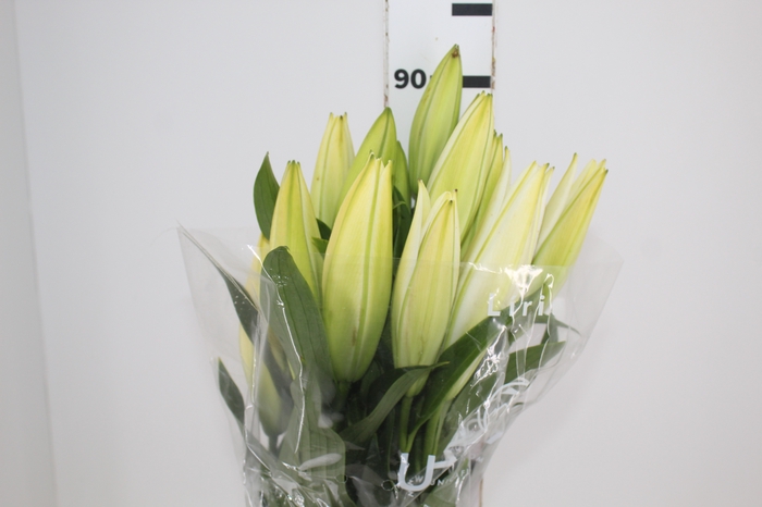 <h4>LIRIO SANTANDER 090 CM HA MIN 2 FLS</h4>