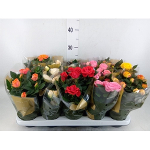 Rosa  'Kordana Grande'   ...mix