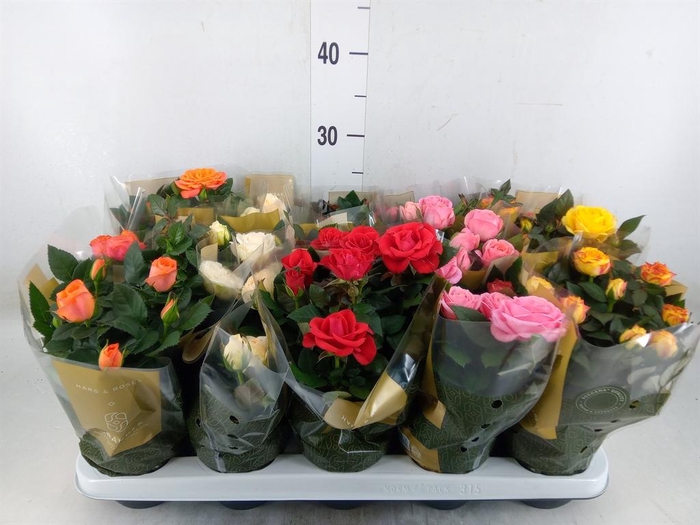 <h4>Rosa 'Kordana Grande' ...mix</h4>