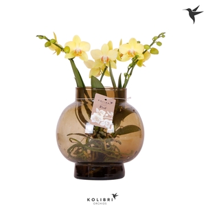 Kolibri Orchids Phalaenopsis Roots yellow in glas bowl brown