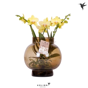 Kolibri Orchids Phalaenopsis Roots yellow in glas bowl brown