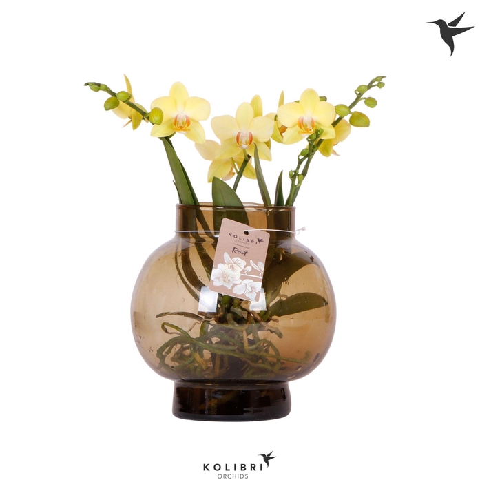 <h4>Kolibri Orchids Phalaenopsis Roots yellow in glas bowl brown</h4>