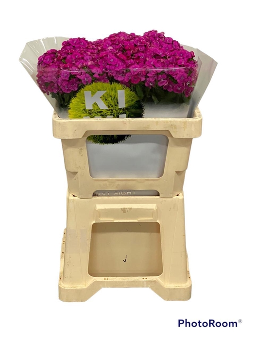 <h4>Di Barb Kiwi Fuchsia</h4>