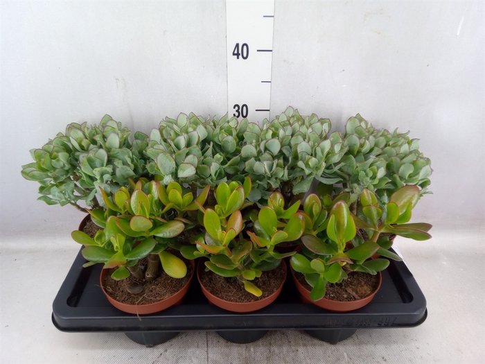 Crassula   ...mix