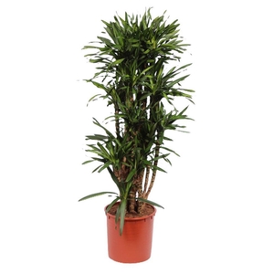 Dracaena Riki