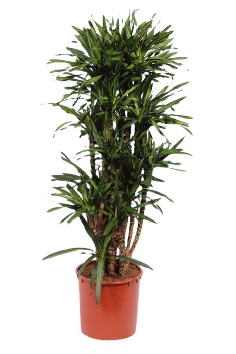 <h4>Dracaena Riki</h4>