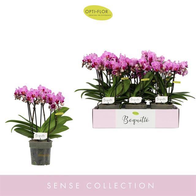 <h4>PHAL OPTI BOQUETTO DELIGHT 3-5 SPIKE</h4>