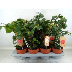 Camellia   ...mix 3