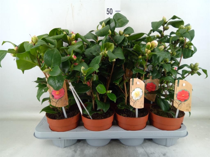 <h4>Camellia   ...mix 3</h4>