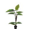 Alocasia Pot