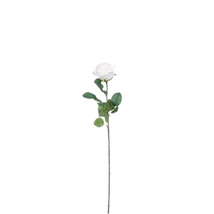 Rosa 69cm