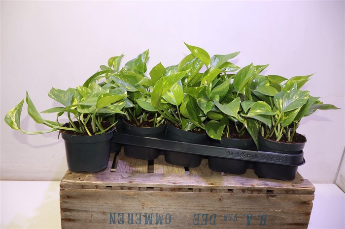 <h4>arr8 Epipr Aureum</h4>