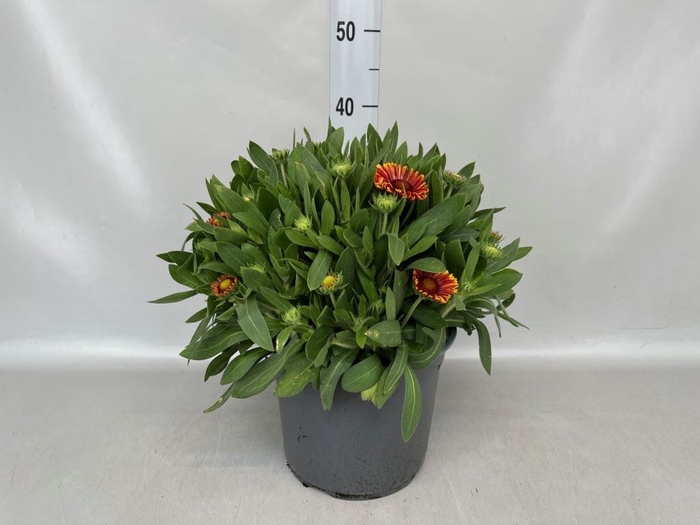 <h4>Gaillardia aristata</h4>