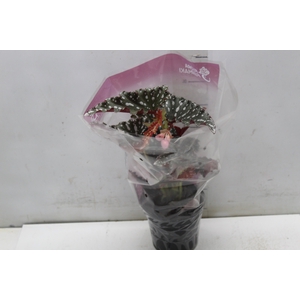 BEGONIA MACULATA SPOTLIGHT DARK P13