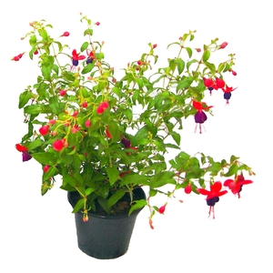 BRINCO DE PRINCESA P15