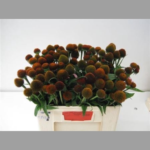 Echi Purpurea