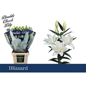 Li Ot Blizzard Du
