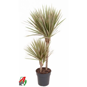 Dracaena marginata Bicolor