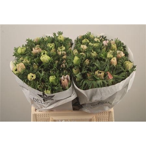 Anemone Mistral White