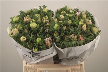 <h4>Anemone Mistral White</h4>