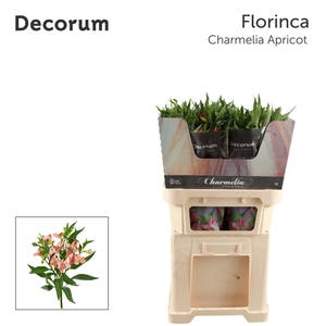 ALST FL CHARMELIA APRICOT