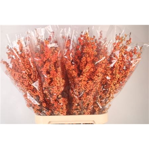 Ilex magical daydream