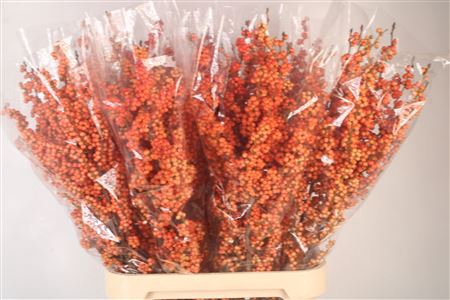 <h4>Ilex magical daydream</h4>