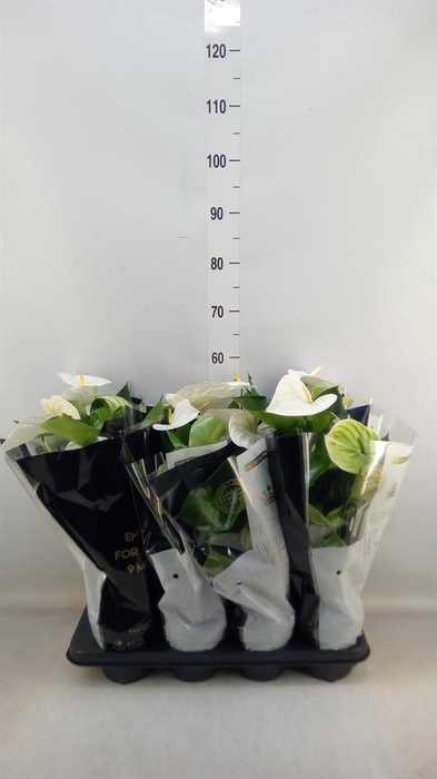 <h4>Anthurium andr. 'Alpine'</h4>