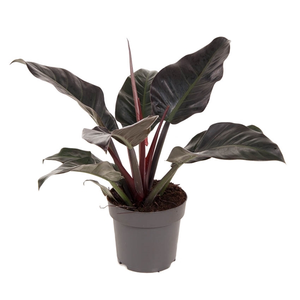 <h4>Philodendron Imperial Red P24 (NO GAP)</h4>