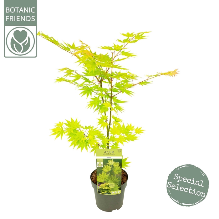 <h4>Acer shirasawanum 'Jordan' ®</h4>