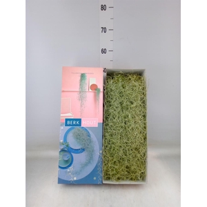 Tillandsia usneoides