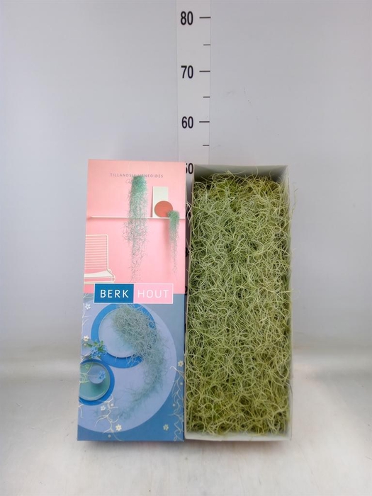 <h4>Tillandsia usneoides</h4>