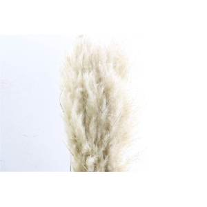 Dried Cortaderia Evita Nat 5 Pcs Bunch