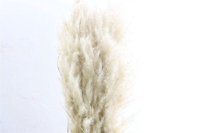 <h4>Dried Cortaderia Evita Nat 5 Pcs Bunch</h4>