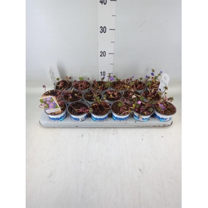 Anemone blanda 'Blue Shades'