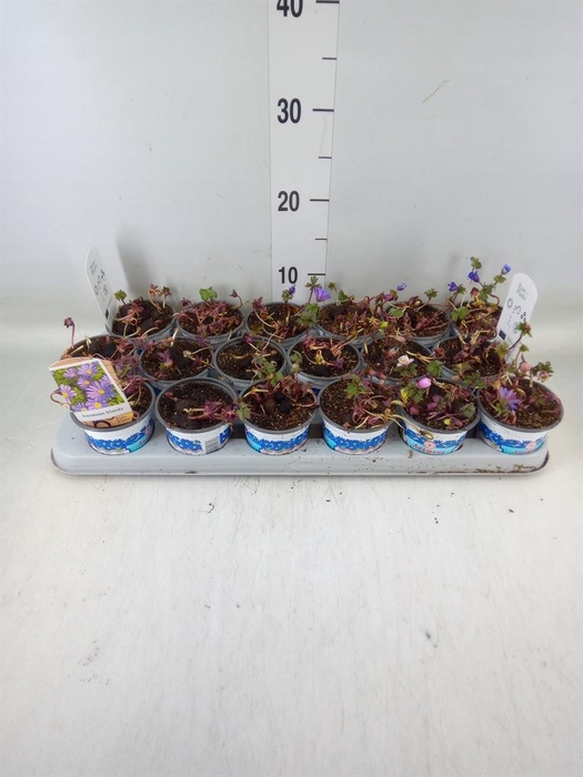 <h4>Anemone blanda 'Blue Shades'</h4>