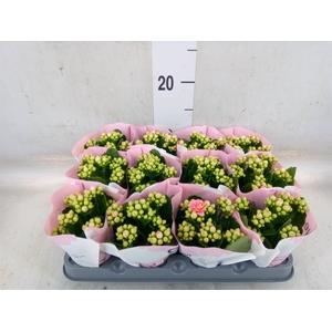 Kalanchoe  'RoseFlow Katie'