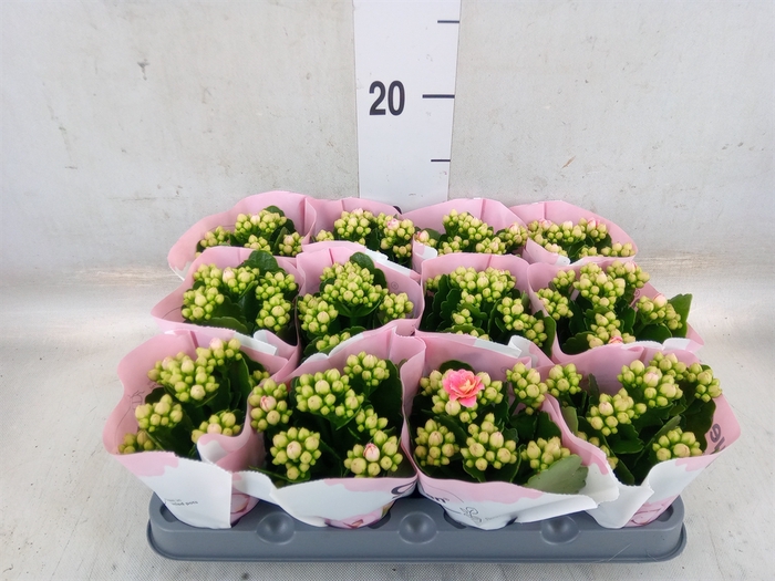 <h4>Kalanchoe  'RoseFlow Katie'</h4>