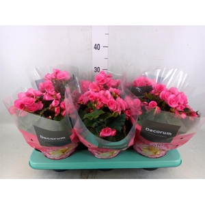 Begonia elat. DU 'Move2Joy Pink'