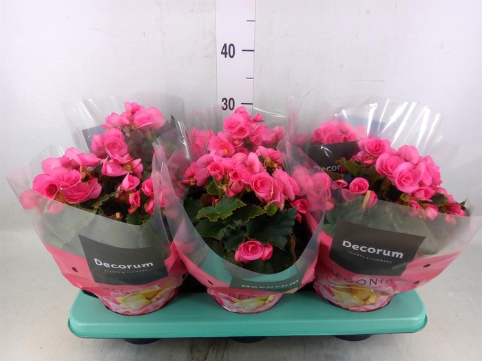 <h4>Begonia elat. DU 'Move2Joy Pink'</h4>