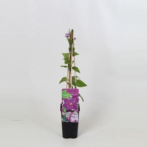 Clematis Star of India