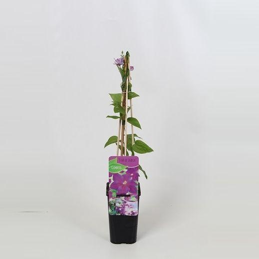 <h4>Clematis Star of India</h4>