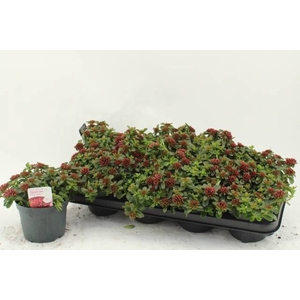 SEDUM SPU SPOT D ROS