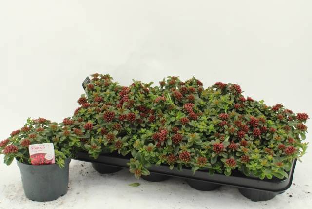 <h4>SEDUM SPU SPOT D ROS</h4>