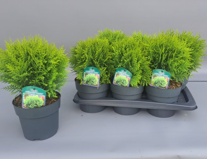 <h4>THUJA O DANICA</h4>