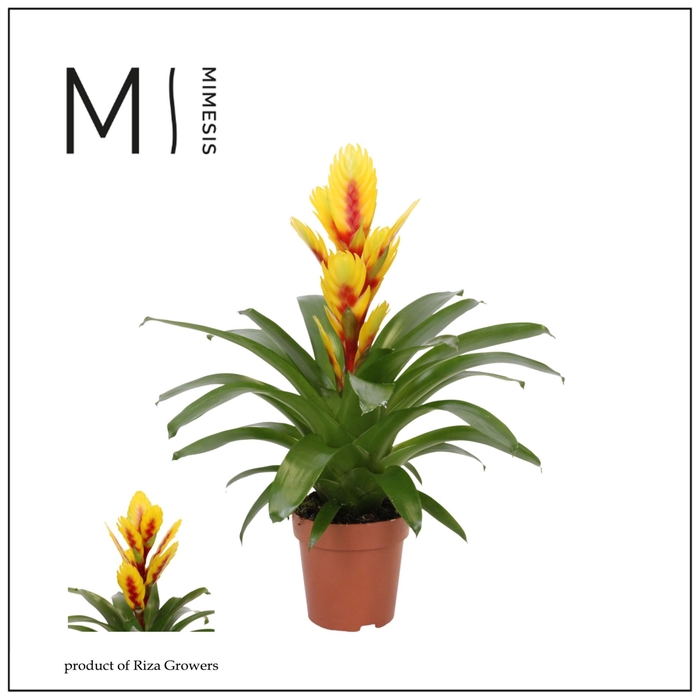 <h4>Vriesea overig</h4>